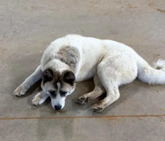Meeko thumbnail 2