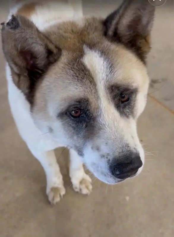 Meeko thumbnail 4