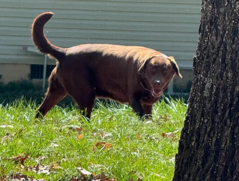 Kimbra Owner Rehome thumbnail 2