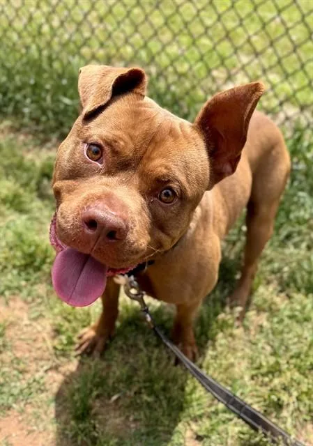 An adult medium-sized male American Staffordshire Terrier dog named Astro for adoption in York, SC