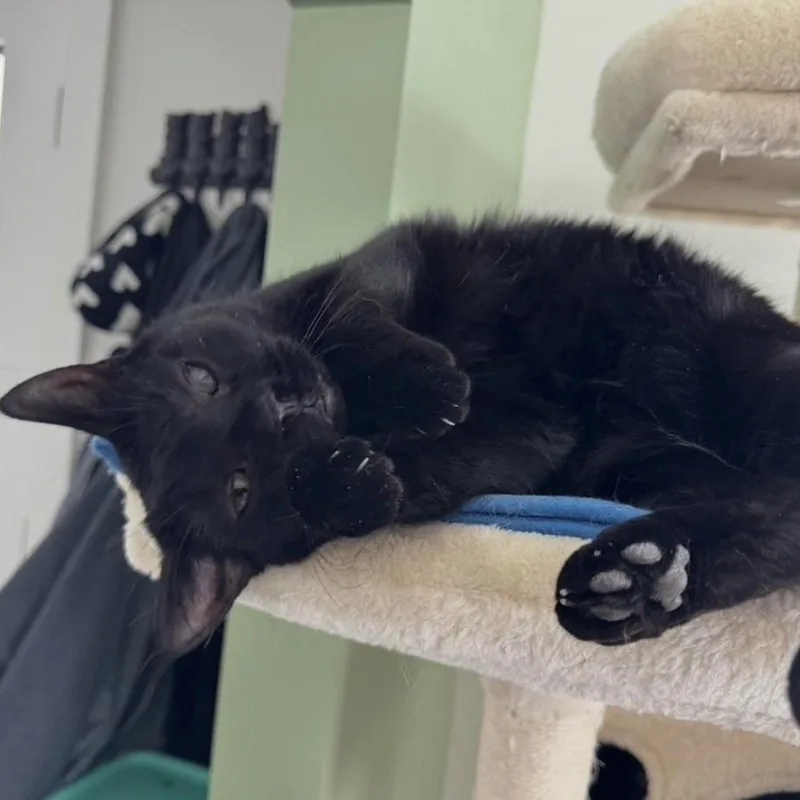 A senior small-sized female Black Domestic Short Hair cat named Maisie for adoption in Goshen, IN