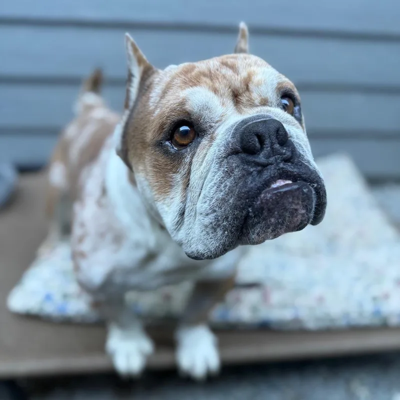A senior medium-sized male Yellow / Tan / Blond / Fawn English Bulldog dog named Bad Larry for adoption in Bellingham, WA