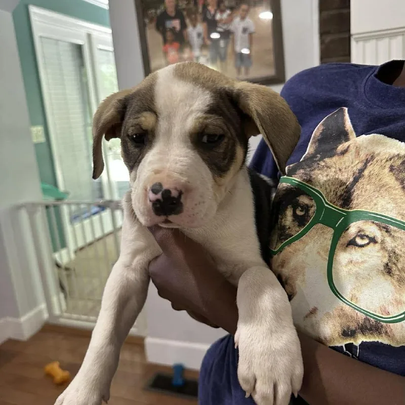 A baby small-sized female White / Cream Mixed Breed dog named Henrietta for adoption in Parrish, AL