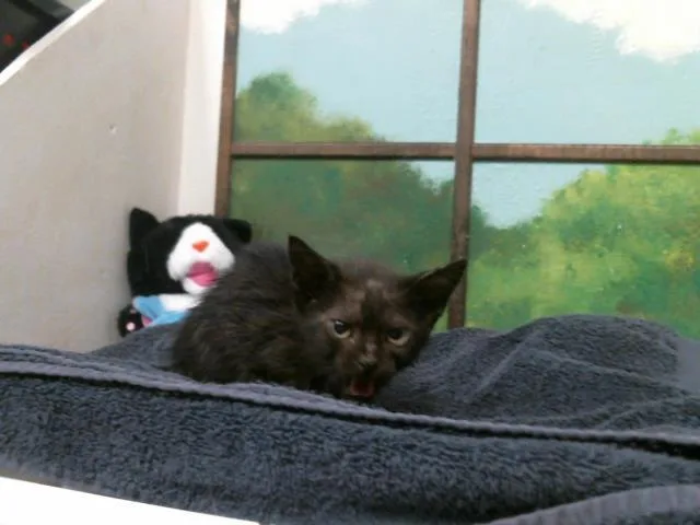 A baby small-sized female Domestic Short Hair cat named Portia for adoption in Houston, TX