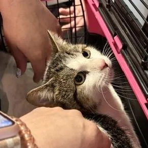A young medium-sized male White Domestic Short Hair cat named Liqeur Is At Petsmart for adoption in St Joseph, MO