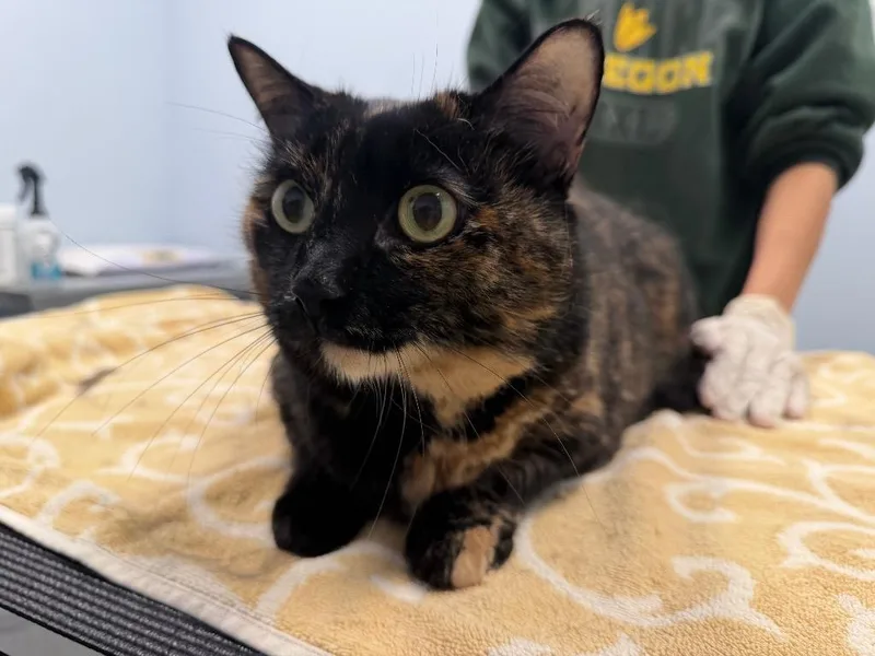 An adult medium-sized female Domestic Short Hair cat named Tamawhisker for adoption in Raleigh, NC
