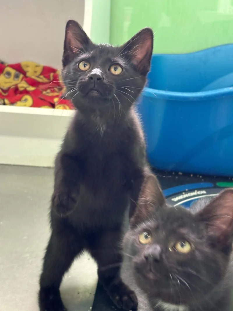 A baby medium-sized male Black American Shorthair cat named Bobby Brady for adoption in Barboursville, WV
