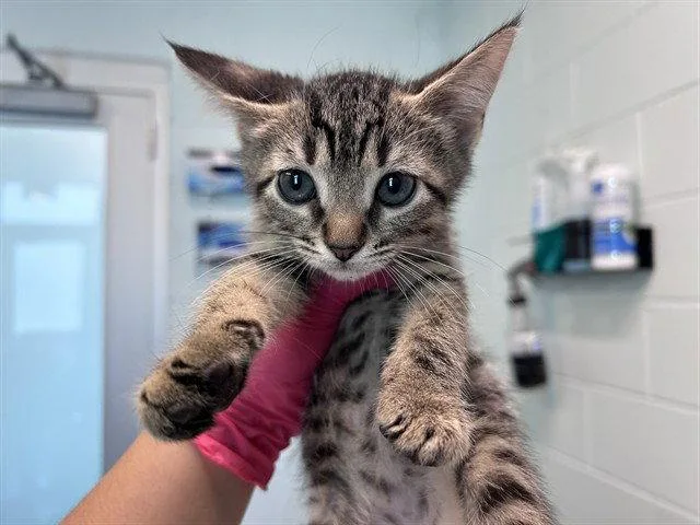 A baby small-sized male Brown / Chocolate Domestic Short Hair cat named Publix for adoption in Tavares, FL