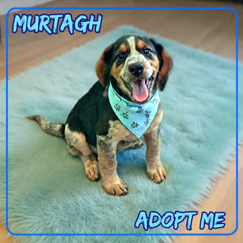 A baby medium-sized male Tricolor (Brown, Black, & White) Beagle dog named Murtagh for adoption in Grove, OK