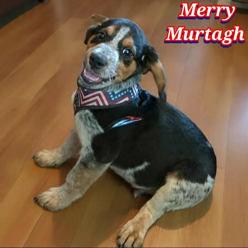Murtagh thumbnail 2