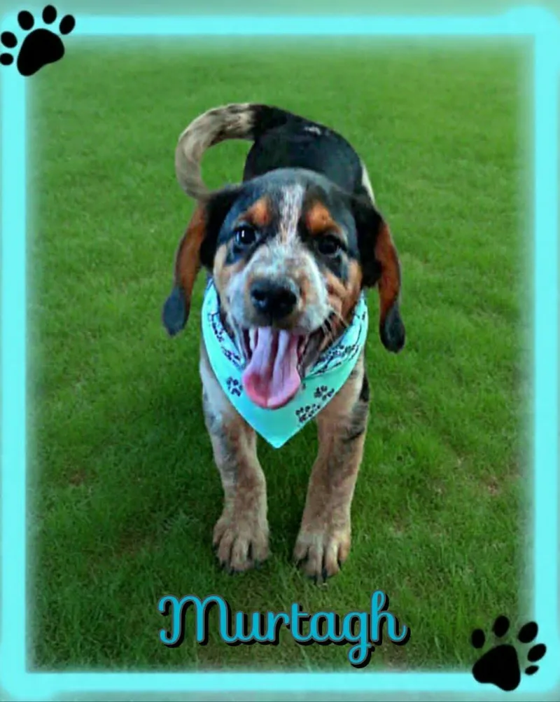Murtagh thumbnail 5