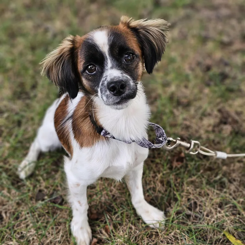A young small-sized male Tricolor (Brown, Black, & White) Papillon dog named Jessie Springfield for adoption in O Fallon, IL