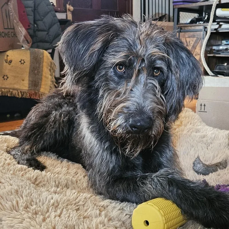A young medium-sized male Labradoodle dog named Ube Coconut Swirl for adoption in Troy, VA