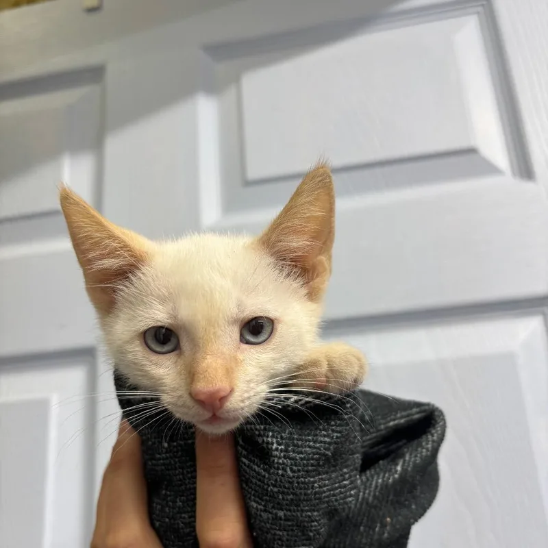 A baby small-sized male White Domestic Short Hair cat named CSASStray for adoption in Springtown, TX