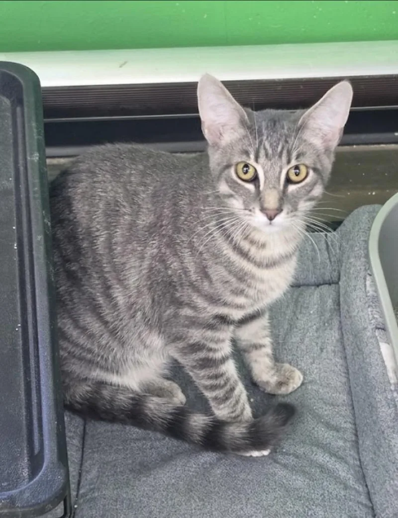 A baby medium-sized male Domestic Short Hair cat named Meet Marshall the Meerkat for adoption in Bristow, VA