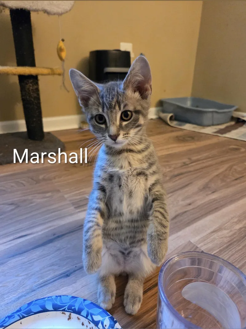 Meet Marshall the Meerkat thumbnail 3