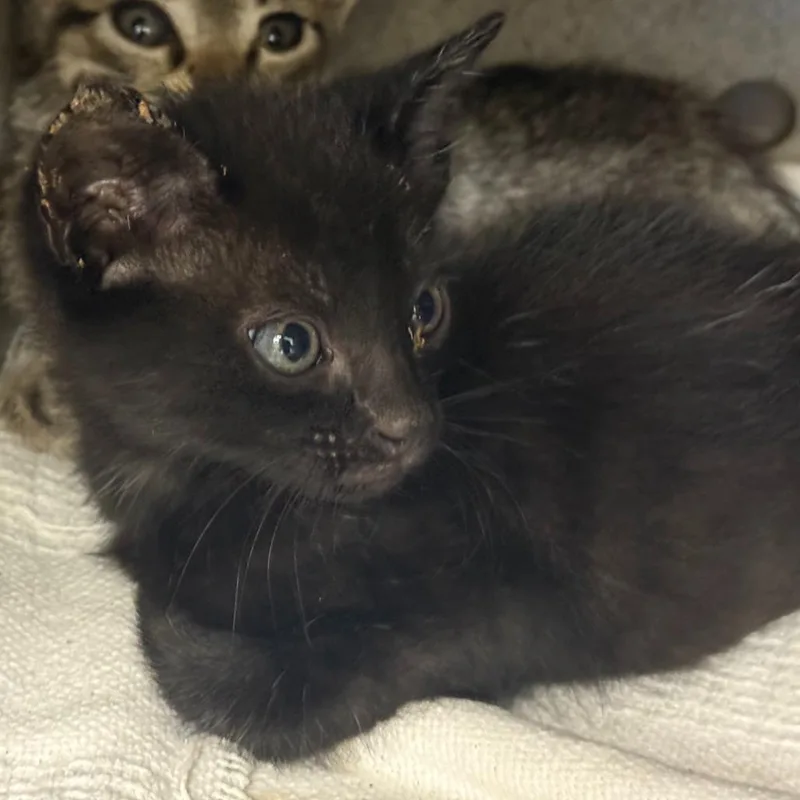 A baby small-sized male Black Domestic Short Hair cat named Sergio for adoption in San Antonio, TX