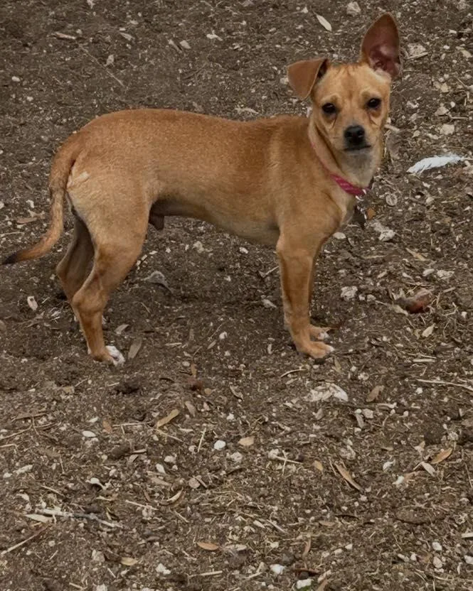 A young small-sized male Brown / Chocolate Chihuahua dog named Dillon for adoption in Winsted, CT
