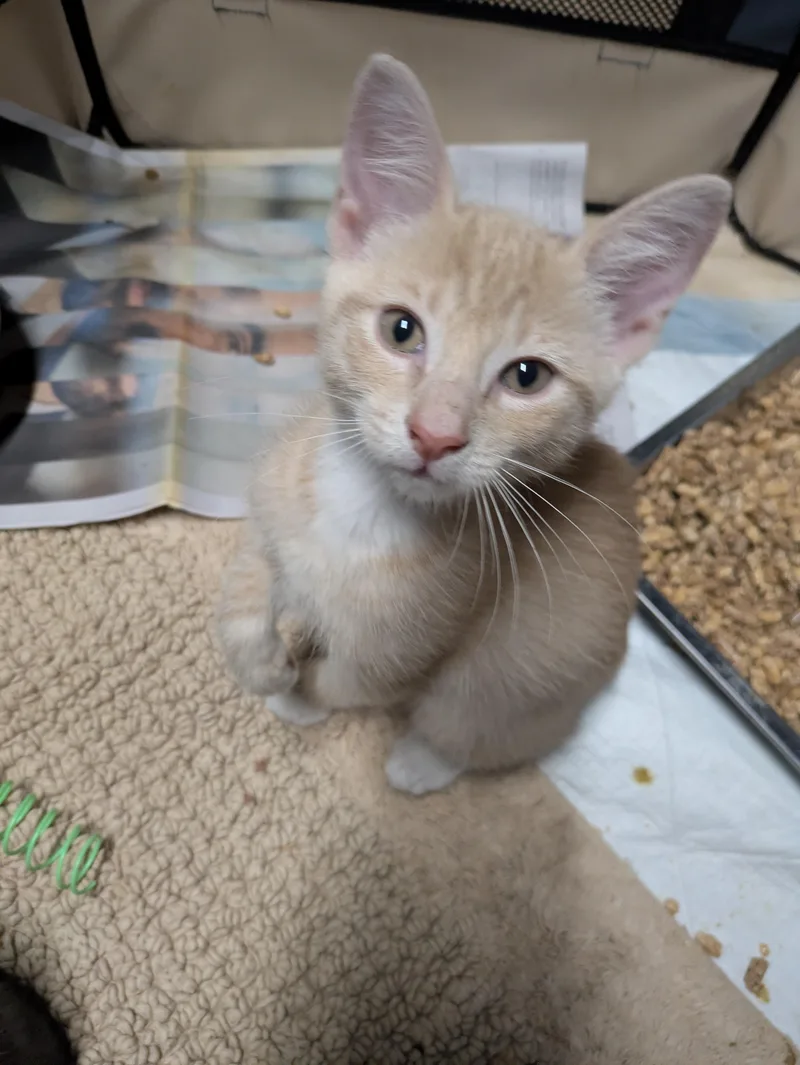 A baby medium-sized male Buff & White American Shorthair cat named Rain for adoption in Montclair, NJ