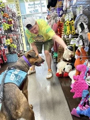 An adult large-sized male Mixed Breed dog named Archie for adoption in Westland, MI