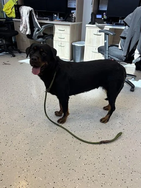 An adult medium-sized female Rottweiler dog named Amber for adoption in Forney, TX