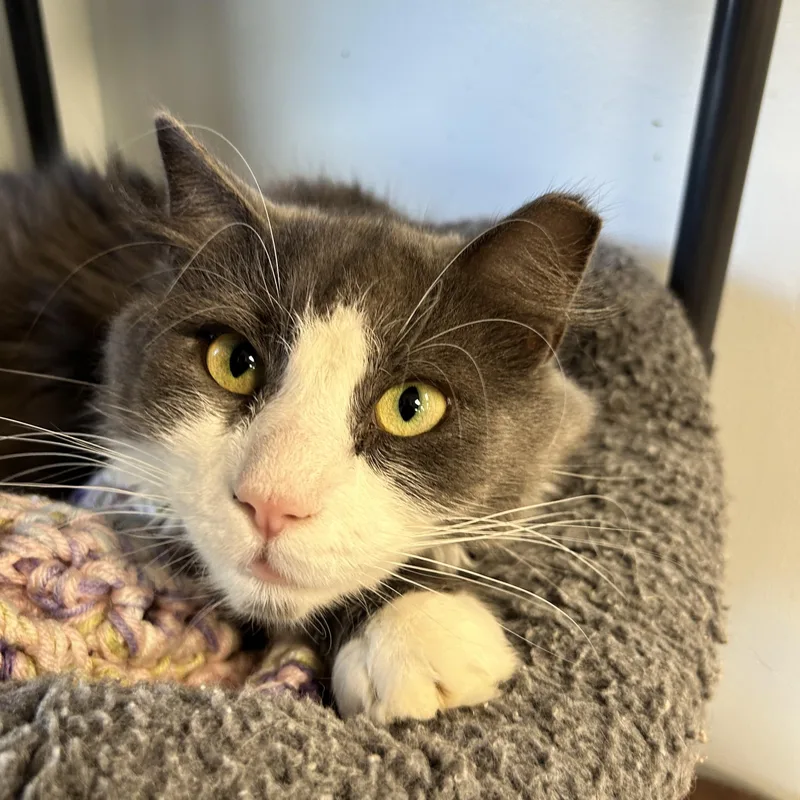 A young medium-sized male Gray & White Domestic Short Hair cat named Bruno for adoption in Grand Rapids, MI