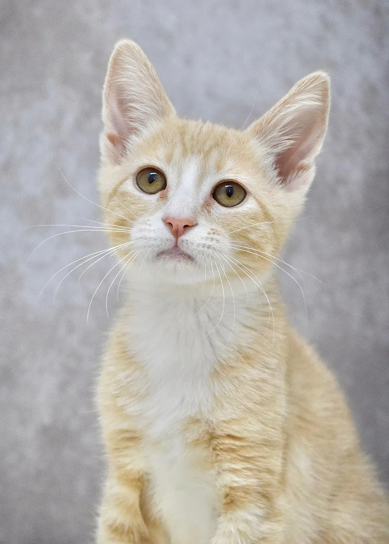 A baby medium-sized male Buff & White Domestic Short Hair cat named Slater for adoption in Dublin, CA