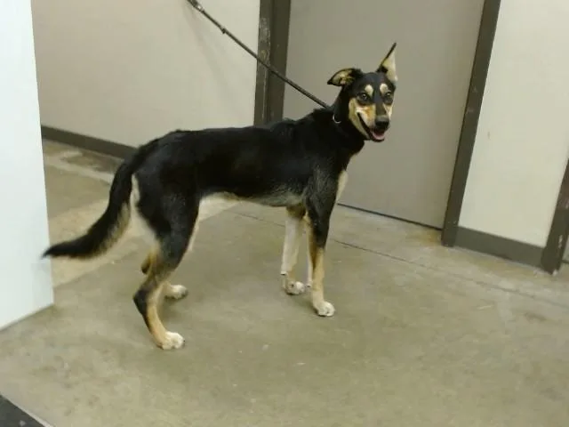 A young large-sized female German Shepherd Dog dog named Brandy for adoption in Ontario, CA