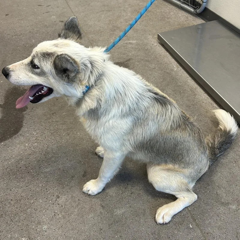 A young medium-sized female White / Cream Mixed Breed dog named 111985 for adoption in Las Cruces, NM