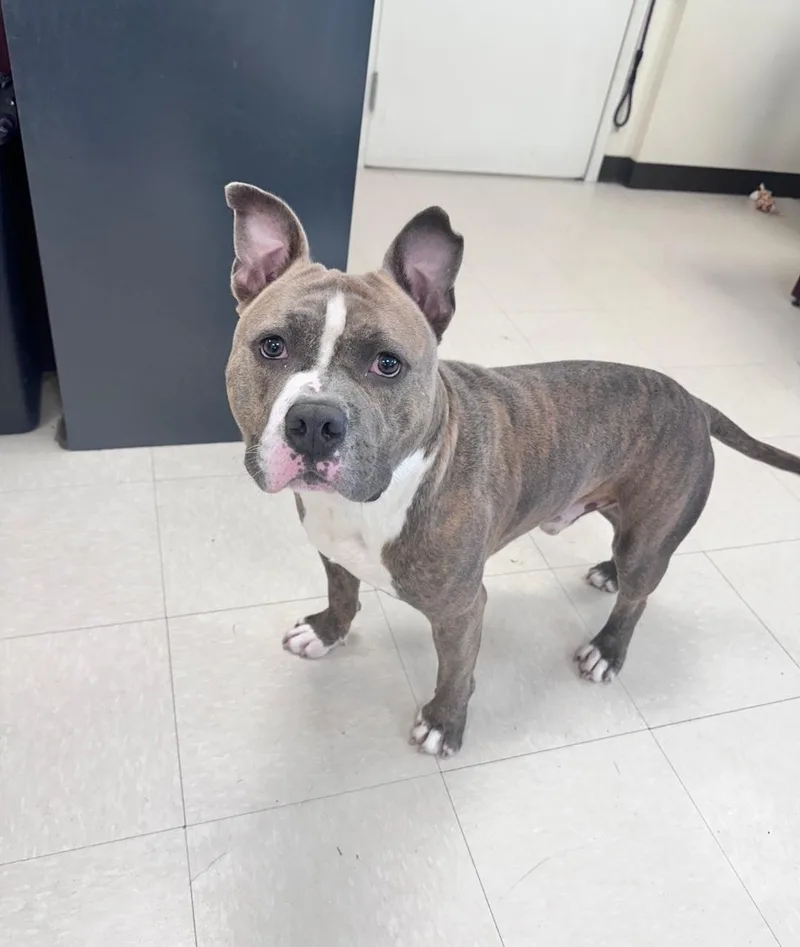 An adult medium-sized male Brown / Chocolate Pit Bull Terrier dog named Dizzy for adoption in Clayton, NJ