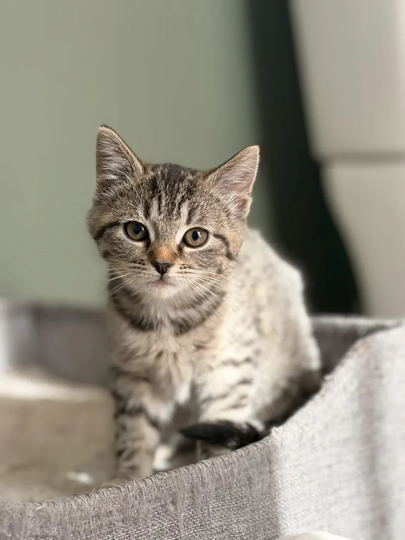 A baby small-sized female Tabby (Brown / Chocolate) Domestic Short Hair cat named Small Fry for adoption in Tipp City, OH