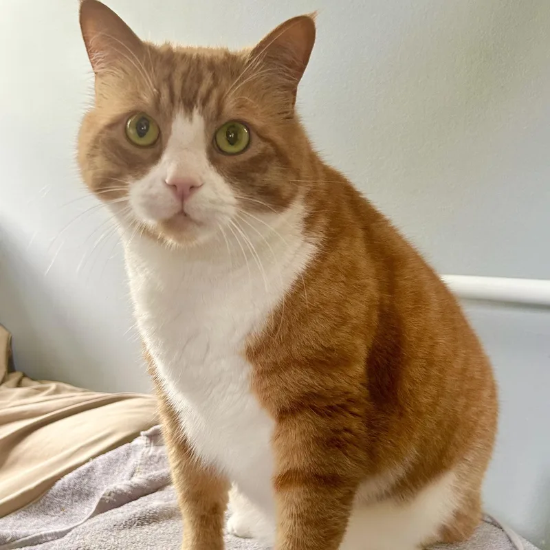 An adult medium-sized male Orange & White Domestic Short Hair cat named Tabby for adoption in Memphis, TN