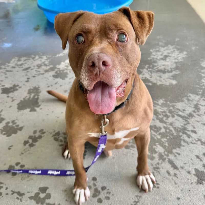 An adult large-sized male Mixed Breed dog named Rocky for adoption in Hampton Bays, NY