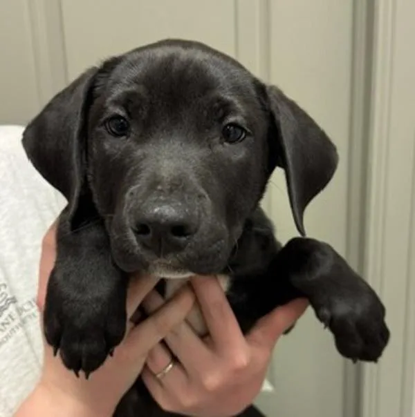 A baby medium-sized male Labrador Retriever dog named Comet for adoption in Littleton, CO