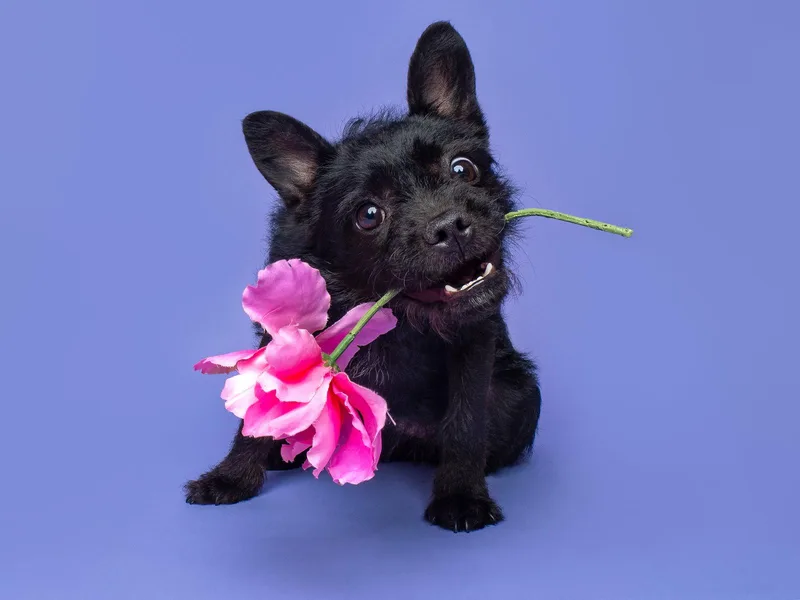 Charades thumbnail 2