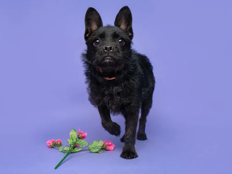 Charades thumbnail 3