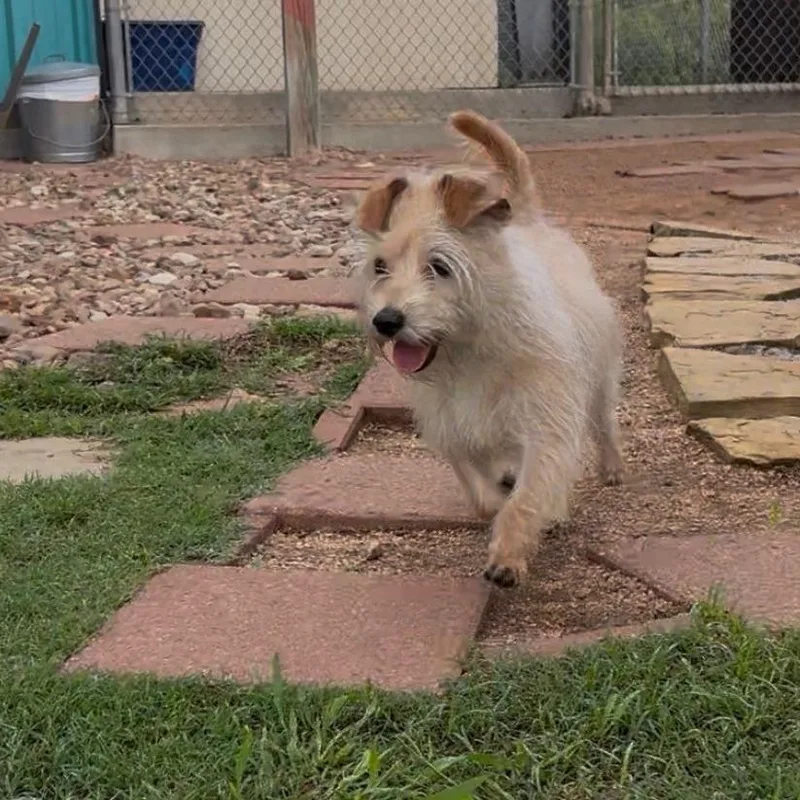 A young small-sized male Yellow / Tan / Blond / Fawn Terrier dog named Charles Hamilton for adoption in Galveston, TX