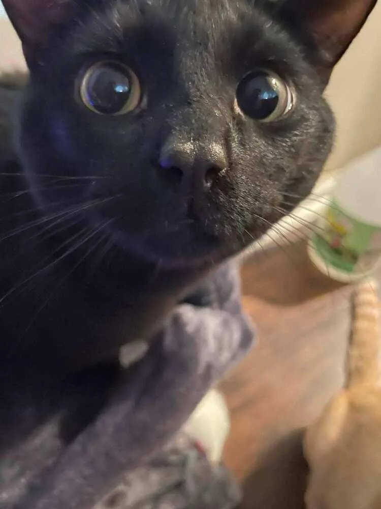 An adult large-sized male Black Domestic Short Hair cat named Niles for adoption in Ferndale, MI