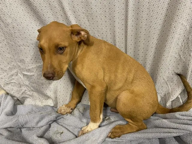A baby small-sized male Vizsla dog named Scooby for adoption in Modesto, CA