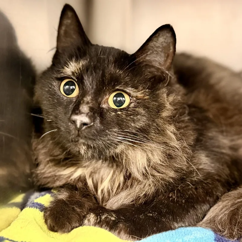 A young medium-sized female Tortoiseshell Domestic Medium Hair cat named Angel for adoption in Manahawkin, NJ