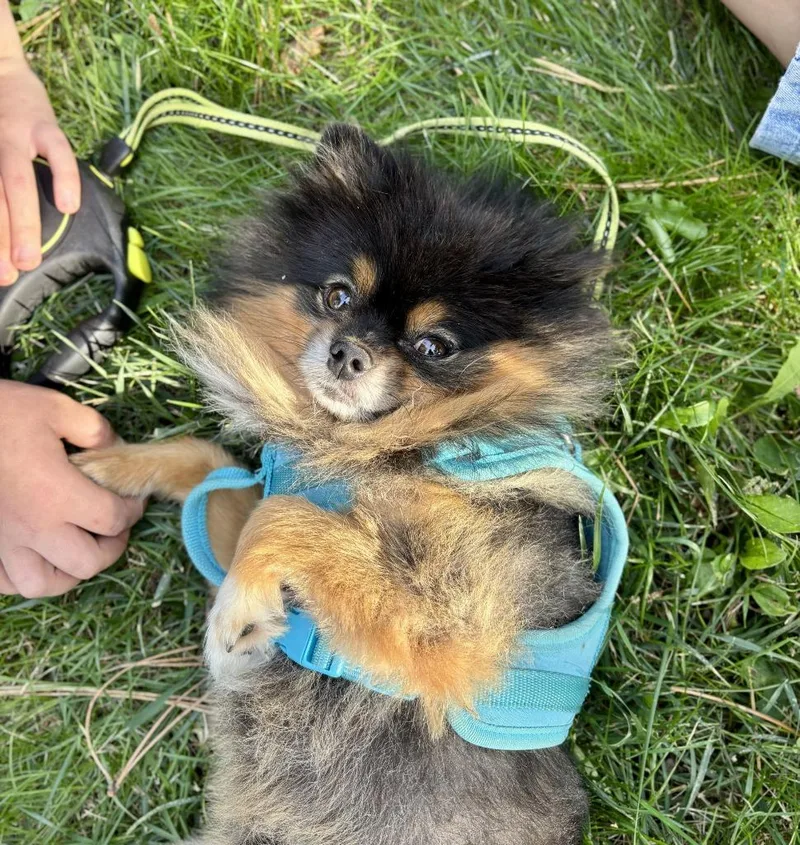 An adult small-sized male Pomeranian dog named Morgan for adoption in Thompson Falls, MT