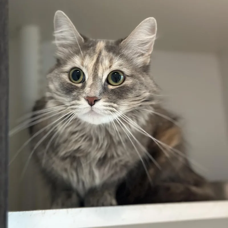 An adult medium-sized female Tortoiseshell Domestic Medium Hair cat named Hydra for adoption in Matteson, IL