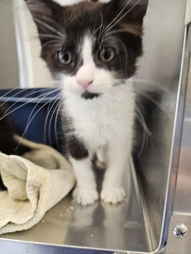 Scrunkle Ohc thumbnail 2