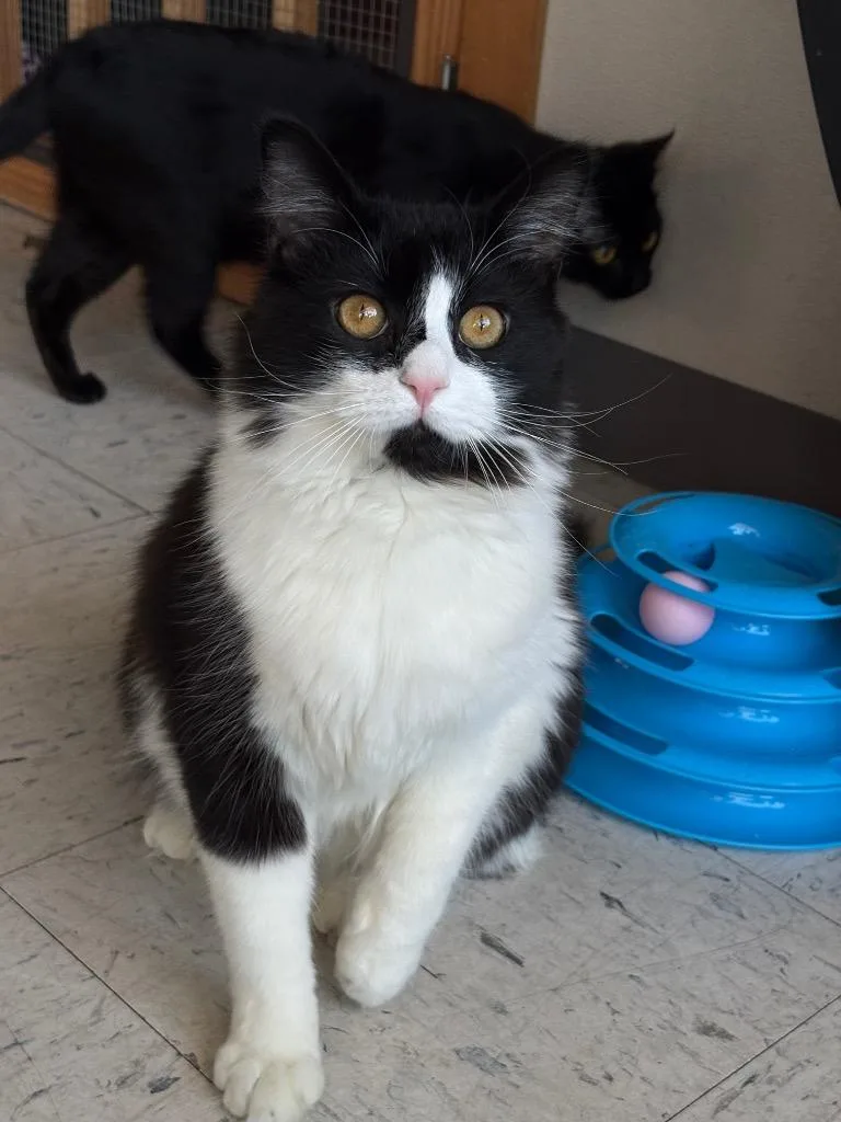 Scrunkle Ohc thumbnail 3