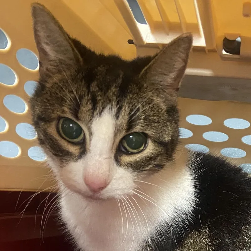 A senior medium-sized female Domestic Short Hair cat named Glinda for adoption in Allentown, PA