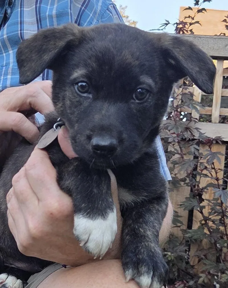 A baby medium-sized male German Shepherd Dog dog named Chase for adoption in Saint Paul, MN