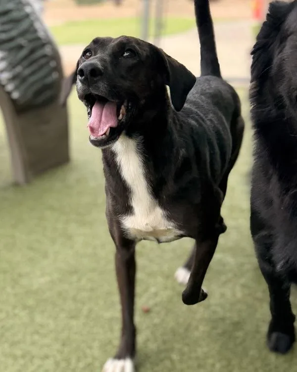 An adult large-sized female Labrador Retriever dog named June for adoption in Canton, GA