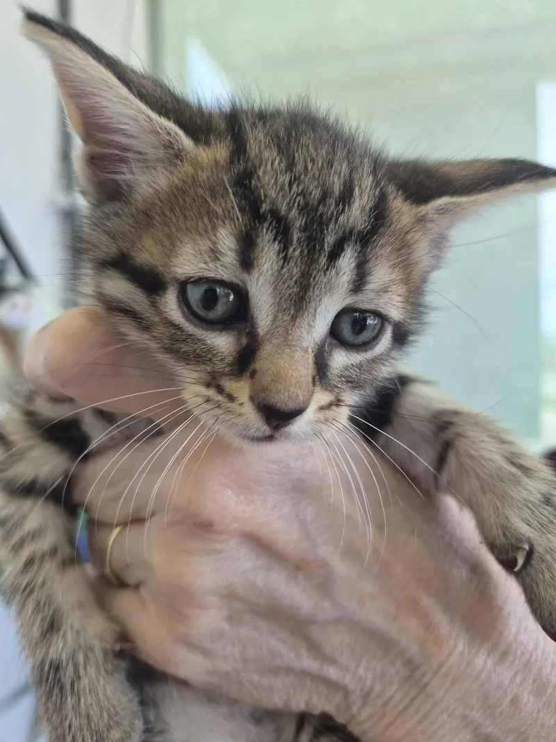 C Litter Rex