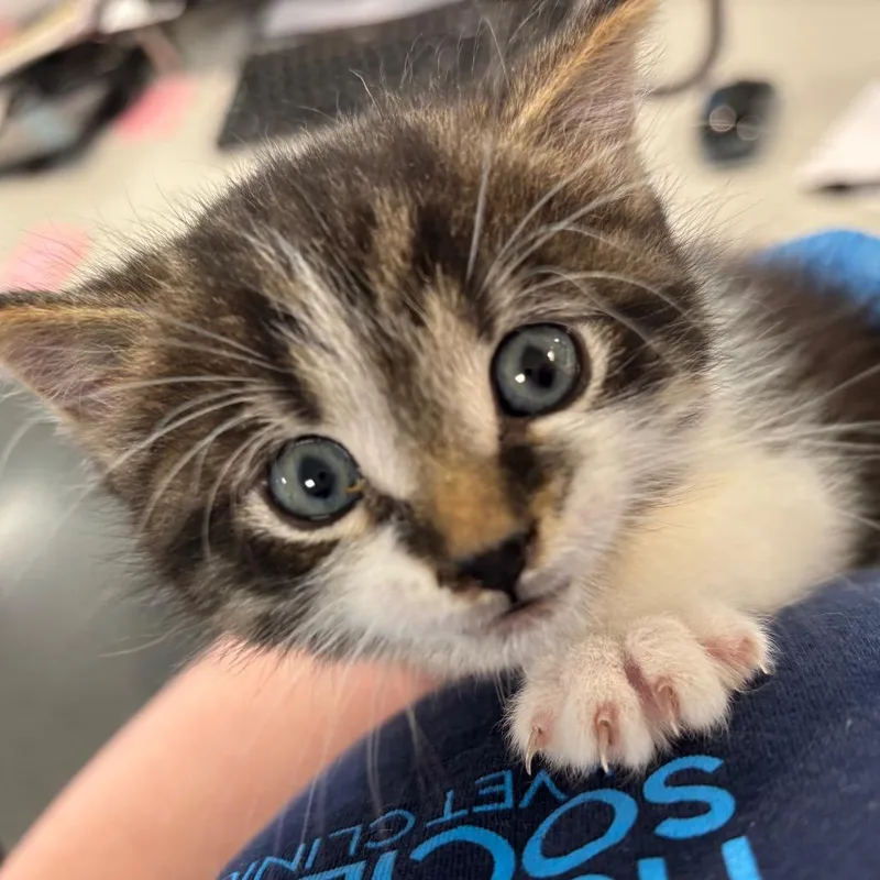 A baby small-sized male Brown / Chocolate Domestic Medium Hair cat named Drake for adoption in Allentown, PA
