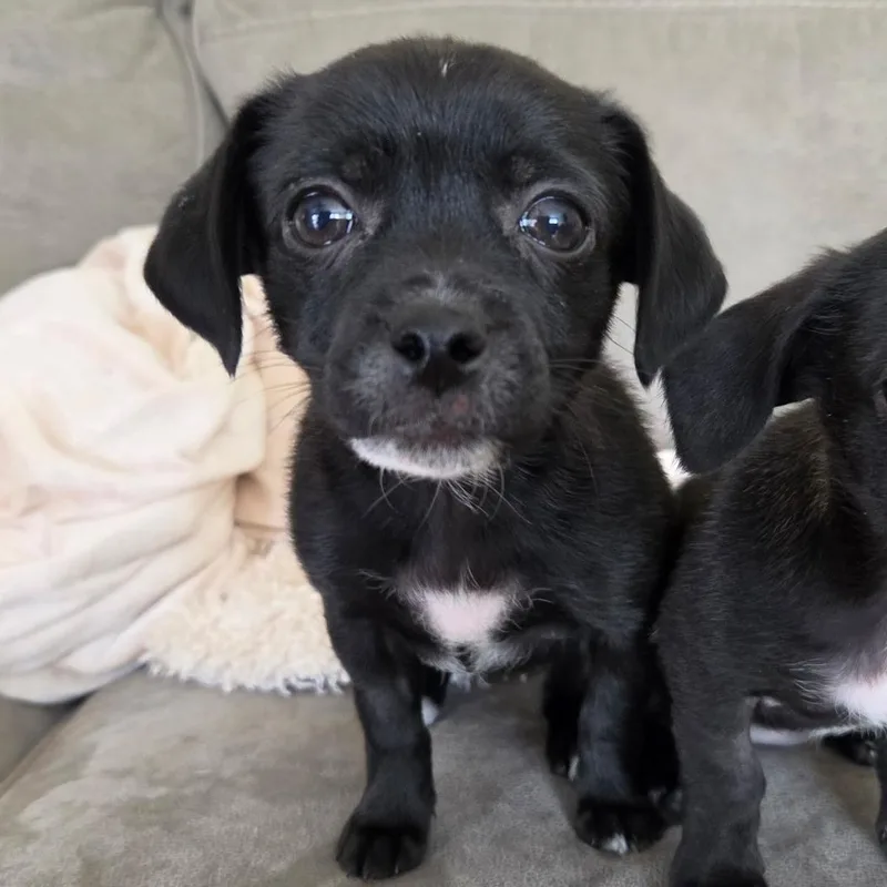 A baby small-sized female Black Dachshund dog named Ivory for adoption in Carmel, NY